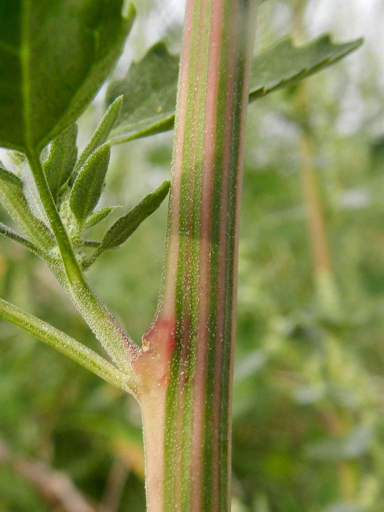 Chenopodium album / Farinello comune